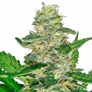 Super Skunk Automatic | Sementes de maconha Autoflorescentes