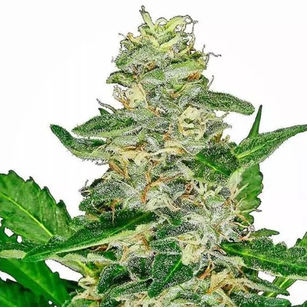 Super Skunk Automatic | Sementes de maconha Autoflorescentes