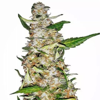 Skunk 1 Automatic | Autoflowering Marijuana Seeds