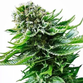 Northern Lights Automatic | Sementes de maconha Autoflorescentes
