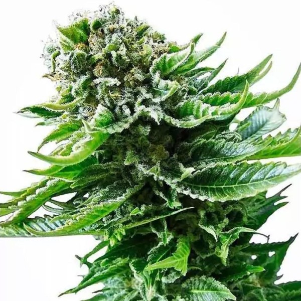 Northern Lights Automatic | Sementes de maconha Autoflorescentes