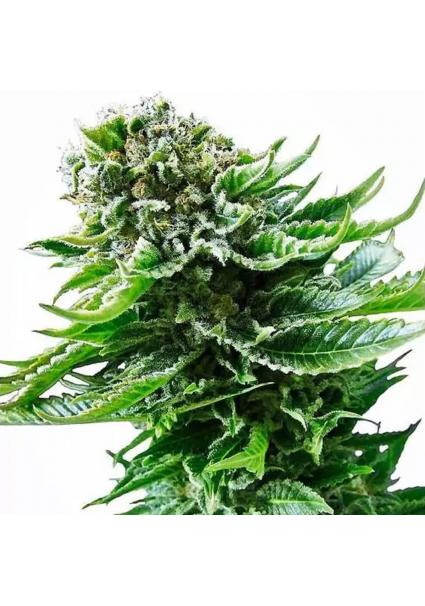 NORTHERN LIGHTS AUTO