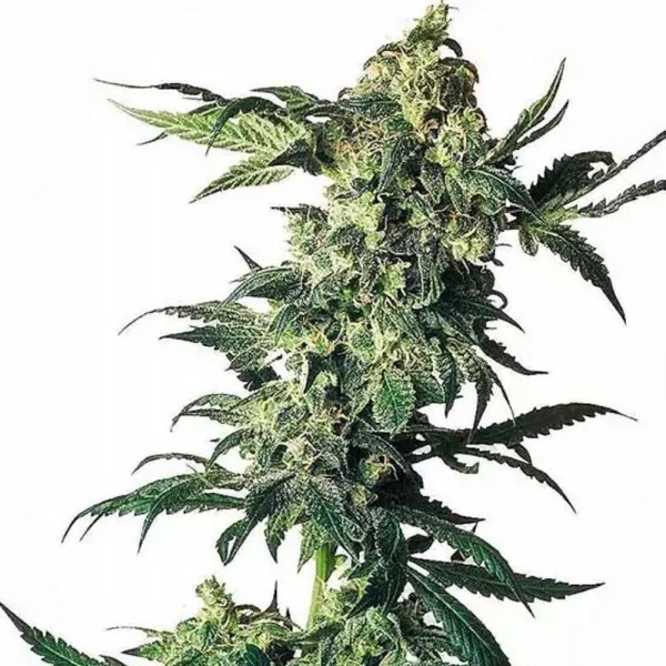 Comprar Northern Lights barata | Sementes Northern Lights de Sensi