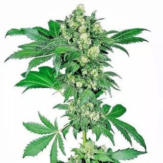 Afghani 1 | Sementes de maconha Regulares