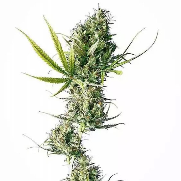 Durban | Sementes de maconha Regulares
