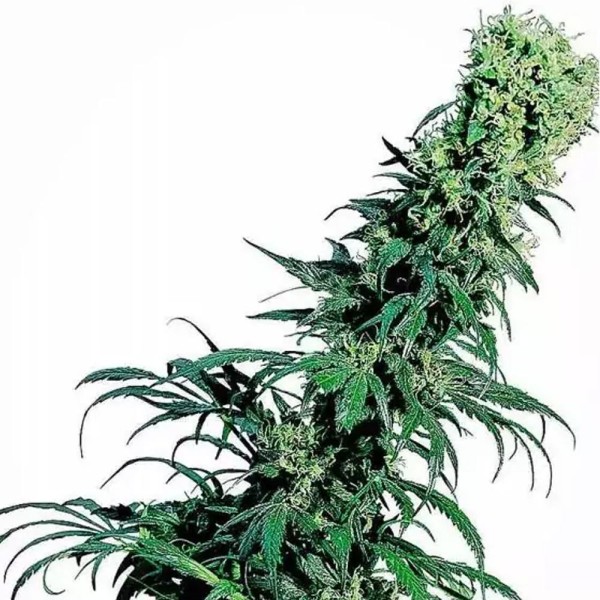 Early Pearl | Regular Marijuana Seeds