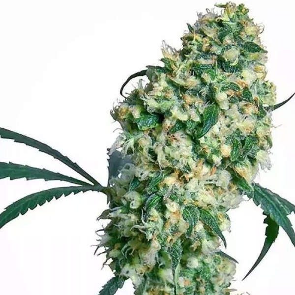 Ed Rosenthal Super Bud Regular | Sementes de maconha Regulares