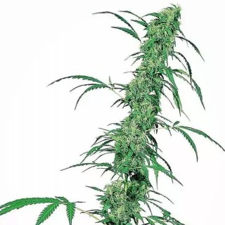 Fruity Juice  Regular | Semillas de marihuana Regulares