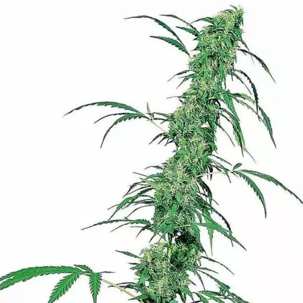 Fruity Juice Regular | Sementes de maconha Regulares