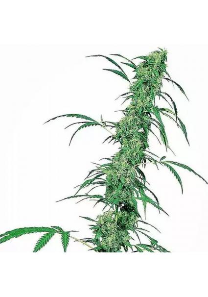 FRUITY JUICE REGULAR