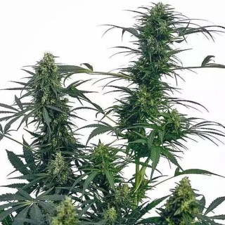 Guerrilla´s Gusto Regular | Semillas de marihuana Regulares