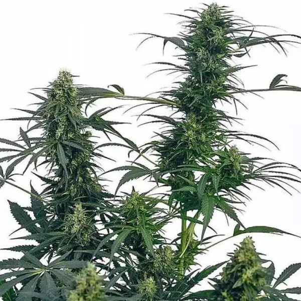 Guerrilla´s Gusto Regular | Sementes de maconha Regulares