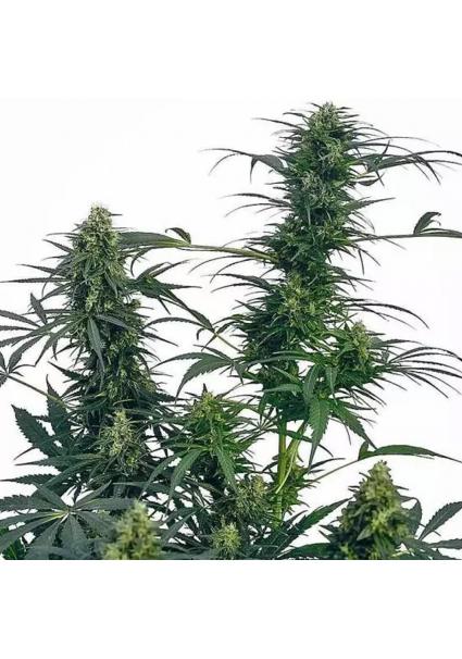 GUERRILLA'S GUSTO REGULAR