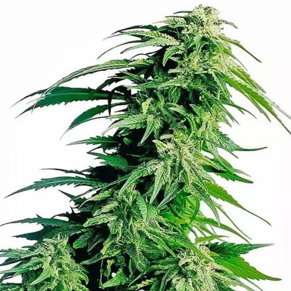 Hindu Kush Regular | Sementes de maconha Regulares