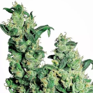 Jack Herer Regular de Sensi Seeds | Semillas de marihuana Regulares