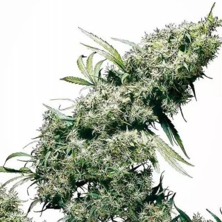 Jamaican Pearl Regular da Sensi Seeds | Sementes de canábis Regulares