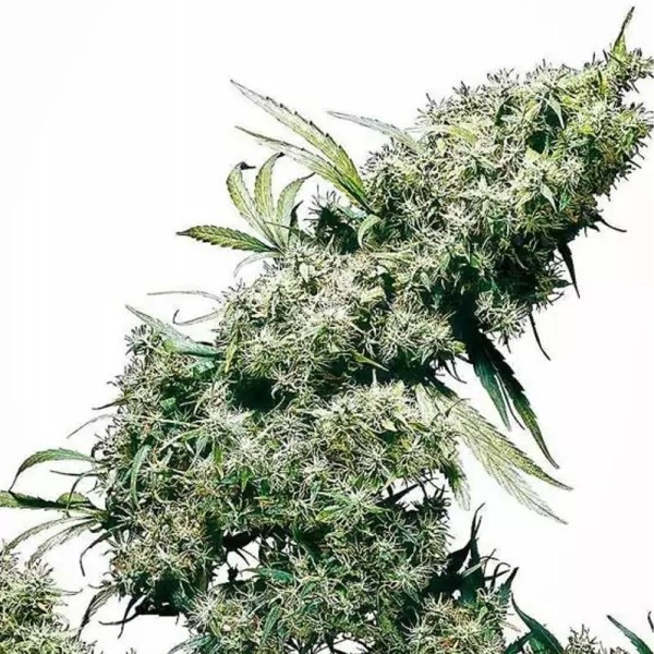 Jamaican Pearl Regular da Sensi Seeds | Sementes de canábis Regulares