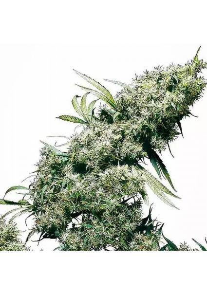 JAMAICAN PEARL REGULAR