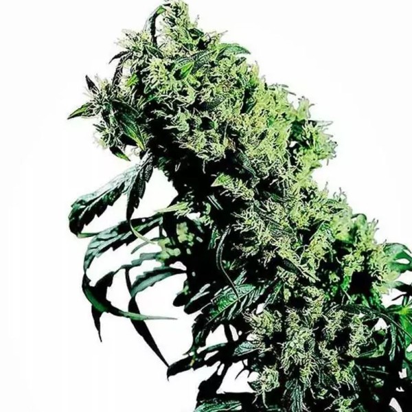 Northern Lights 5 x Haze Regular da Sensi Seeds | Sementes Regulares