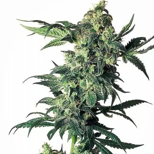 Northern Lights Regular de Sensi Seeds | Sementes de canábis Regulares