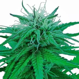 Comprar Sensi Seeds Rudelaris Indica regular | Ruderalis Indica barata