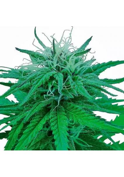 RUDERALIS INDICA REGULAR