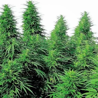 Ruderalis Skunk Regular da Sensi Seeds | Sementes de canábis Regulares