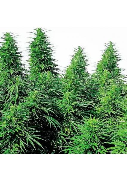 RUDERALIS SKUNK REGULAR