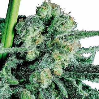 Sensi Skunk Regular de Sensi Seeds| Semillas de marihuana Regulares