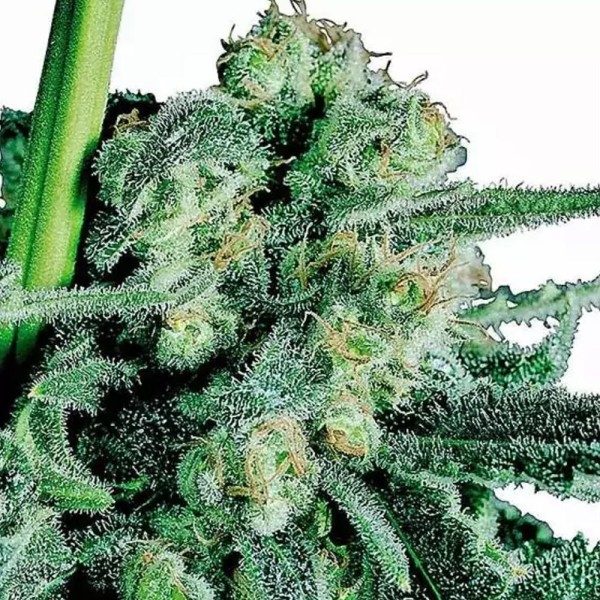 Sensi Skunk Regular da Sensi Seeds| Sementes de maconha Regulares