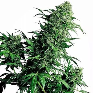 Shiva Shanti regular | Semillas de marihuana Regulares