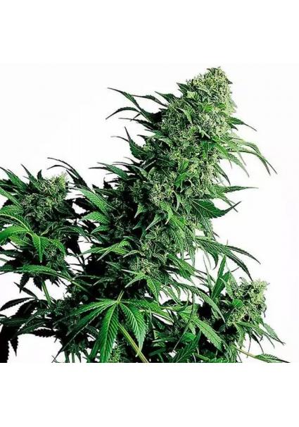 SHIVA SHANTI I REGULAR