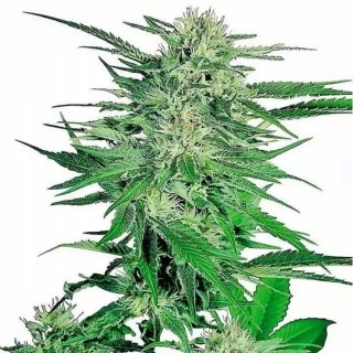 Big Bud Regular da Sensi Seeds| Sementes de maconha Regulares