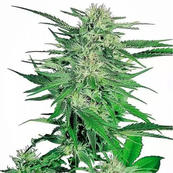 Big Bud Regular da Sensi Seeds| Sementes de maconha Regulares