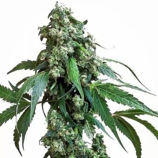Jack Flash #5 da Sensi Seeds| Sementes de canábis Feminizadas