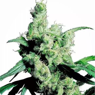 Silver Haze | Sementes de maconha Feminizadas