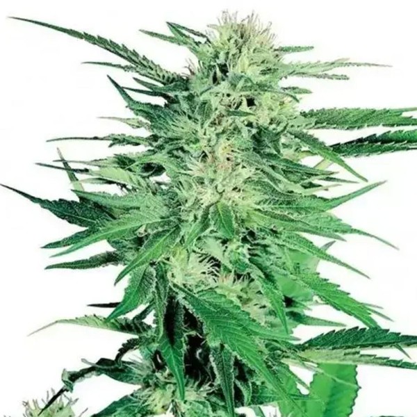 Big Bud de Sensi Seeds| Semillas de marihuana Feminizadas