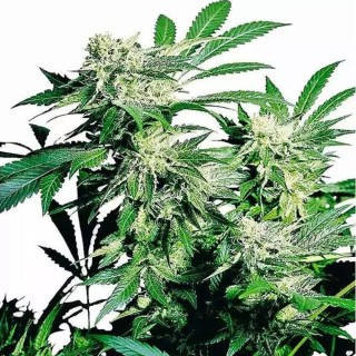 Skunk Kush | Sementes de maconha Feminizadas