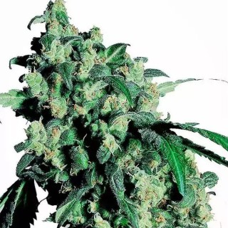 Super Skunk da Sensi Seeds | Sementes Feminizadas