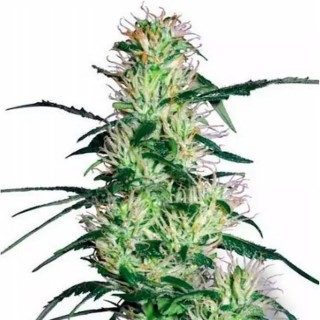 Purple Haze #1 | Feminized Marijuana Seeds