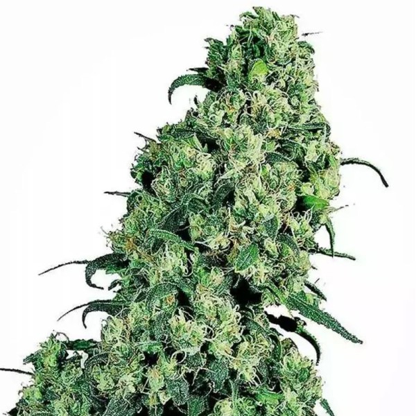 Skunk #1 da Sensi Seedsa venda | Sementes Skunk Feminizadas baratas