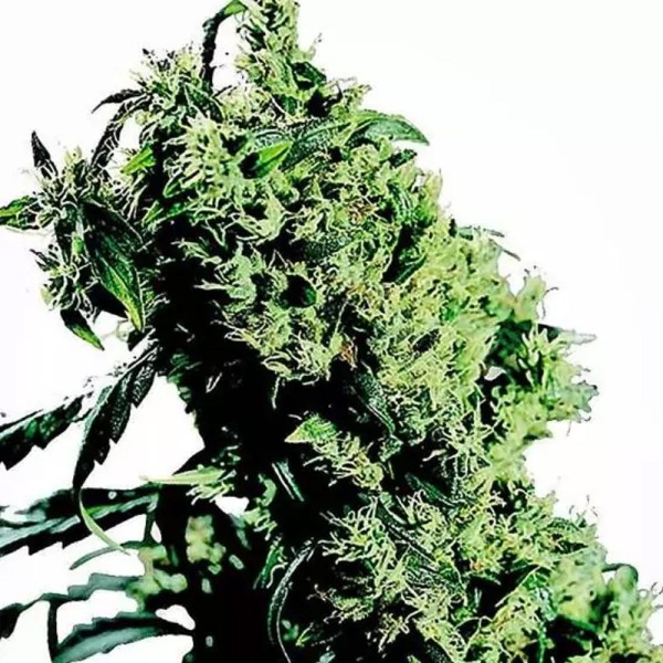 Northern Lights #5 x Haze by Sensi Seeds | Sementes feminizadas