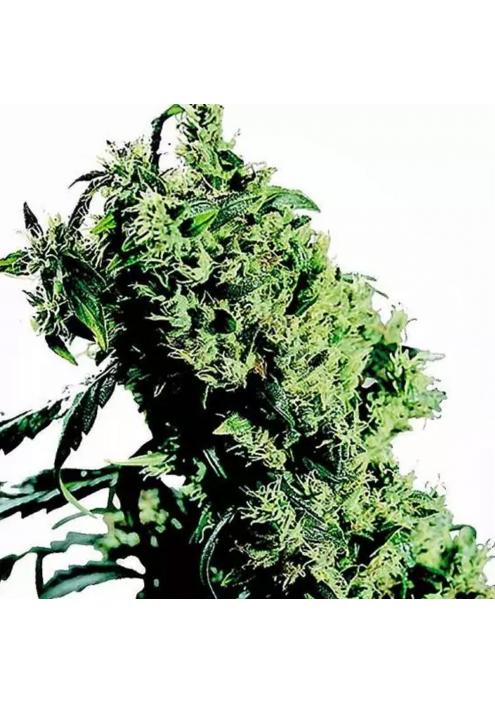 NORTHERN LIGHTS 5 X HAZE 1+1