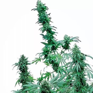 Early skunk da Sensi Seeds | sementes feminizadas