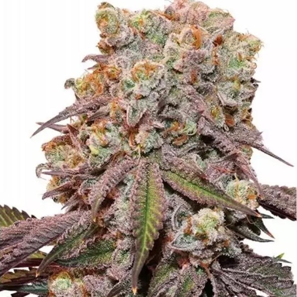 Auto Candy Bubatz XL Semilla Feminizada | Gran producción y Aroma Dulce