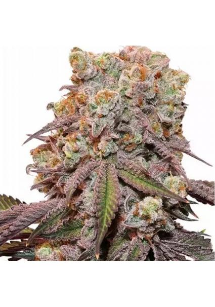 AUTO CANDY BUBATZ XL