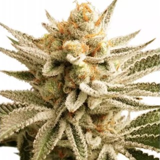 Lemon Z Feminizada | Alto THC, Sabor a citrinos | Experiencia Natural