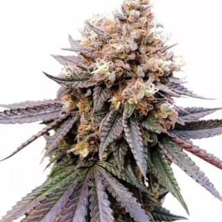 Semillas Feminizadas GMO Fast | Rápida y Potente | EXPERIENCIA NATURAL