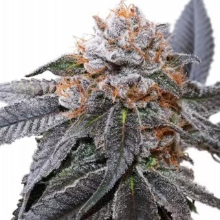 Blue Zushi Semilla Feminizada | Dutch Passion Potente gran rendimiento