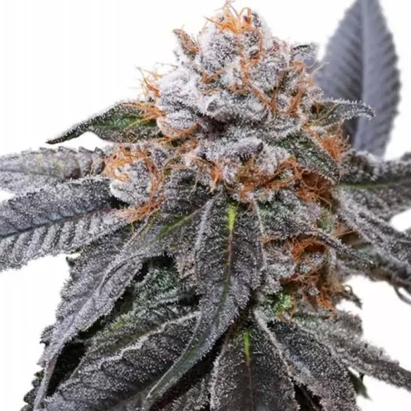 Blue Zushi Feminizada da Dutch Passion | Potente e de alto rendimento